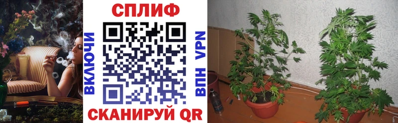 где найти Нерчинск мега сайт Бошки Шишки планчик